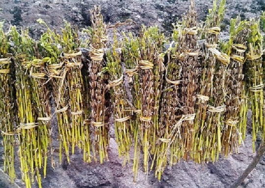 6 things you may not know about Major Cold