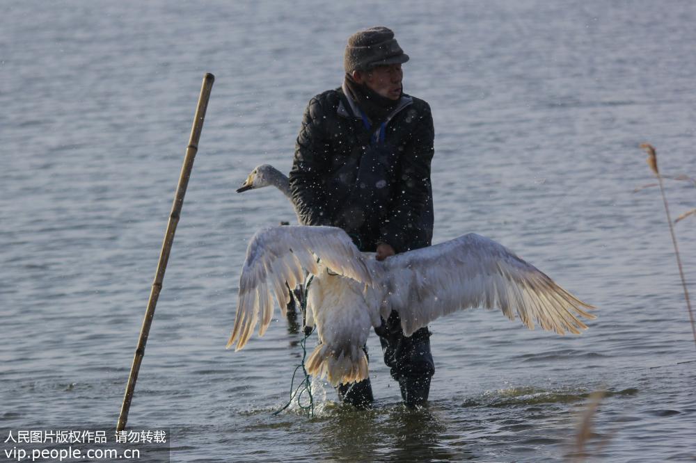Swan rescued from Shandong lake