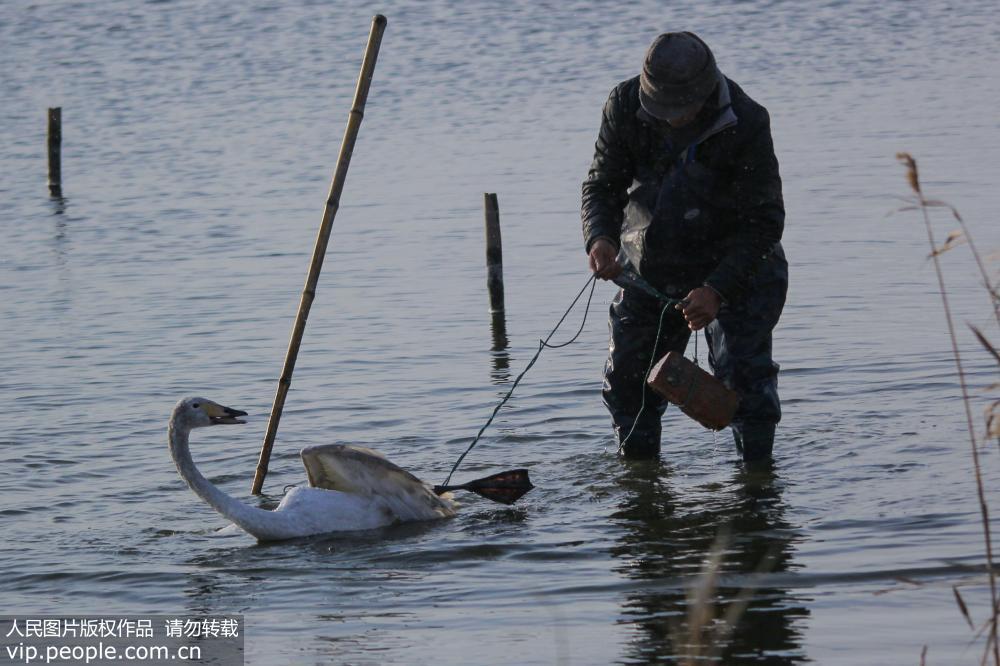 Swan rescued from Shandong lake