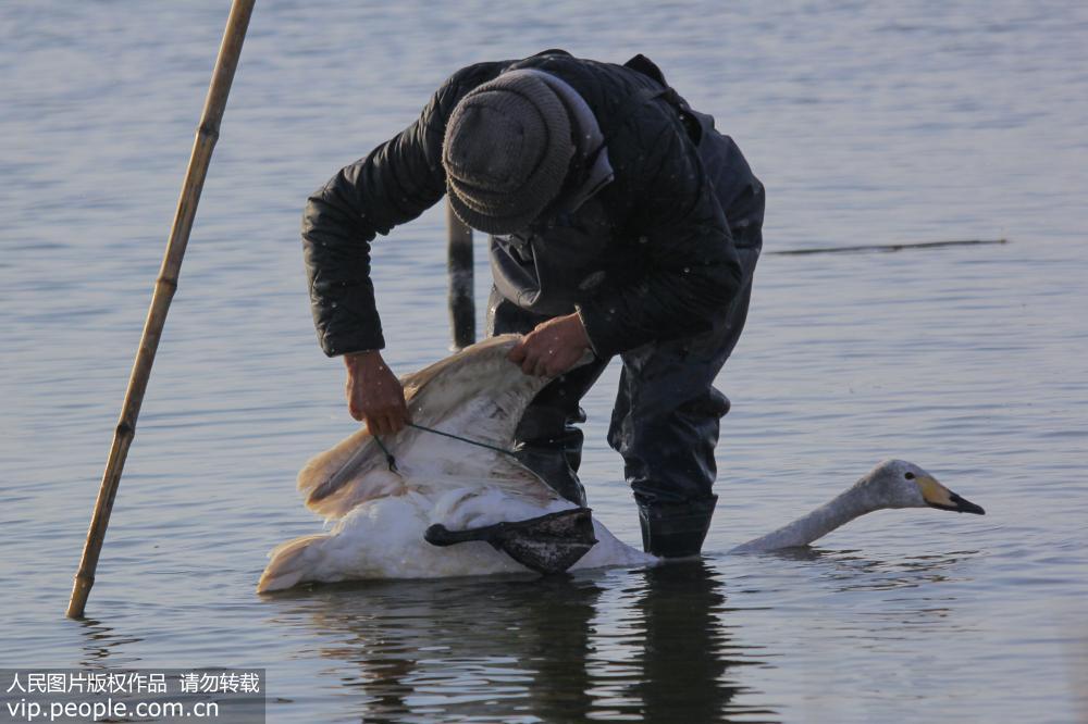 Swan rescued from Shandong lake