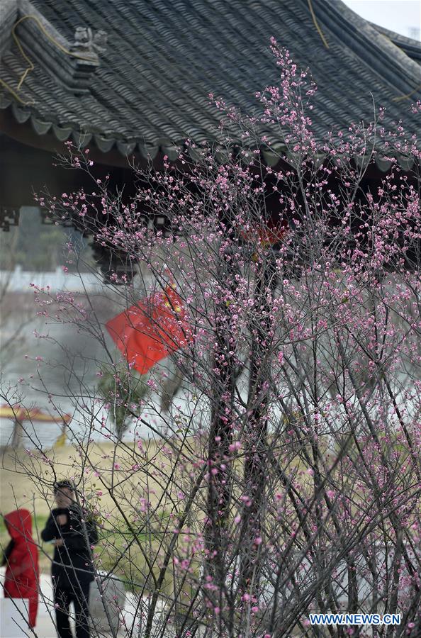 Plum blossoms seen in E China's Jiangsu