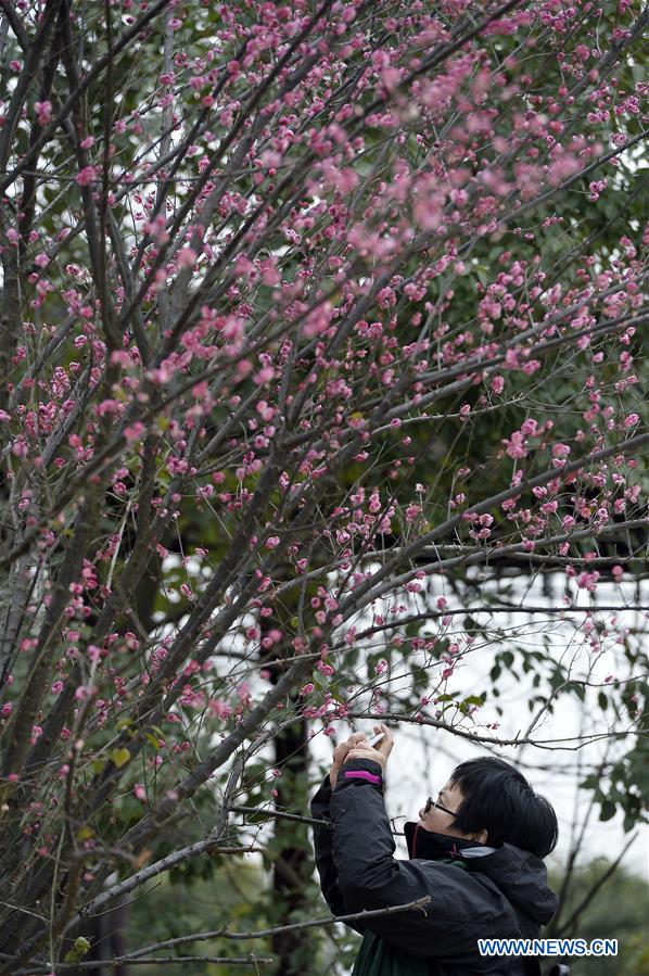 Plum blossoms seen in E China's Jiangsu