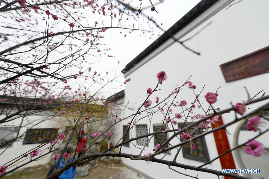 Plum blossoms seen in E China's Jiangsu