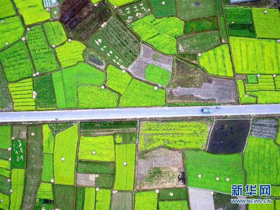 In pics: Rape fields in SW China's Guizhou