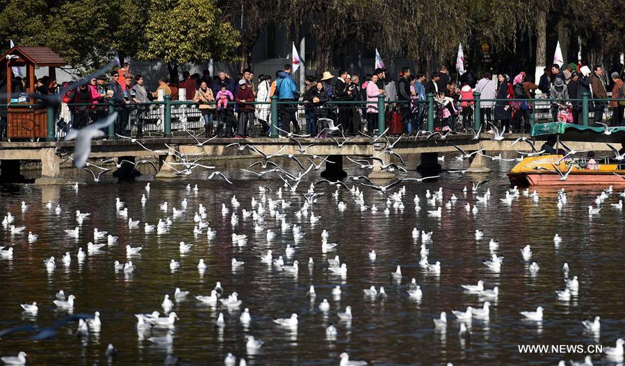 Black-headed gulls seen in southwest China's Kunming