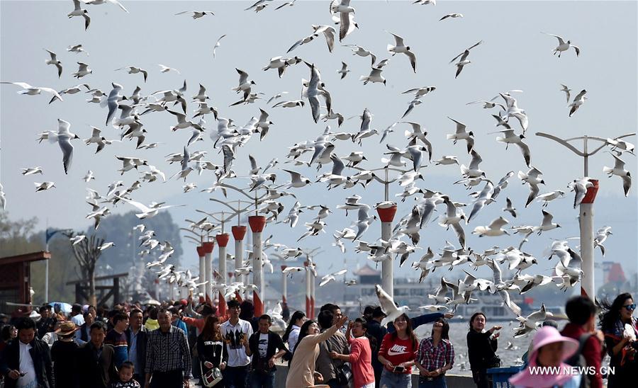 Black-headed gulls seen in southwest China's Kunming