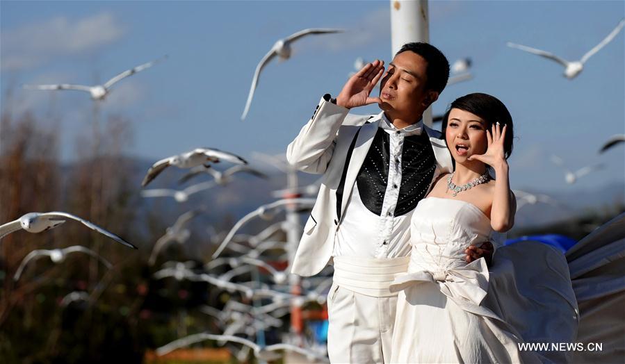 Black-headed gulls seen in southwest China's Kunming