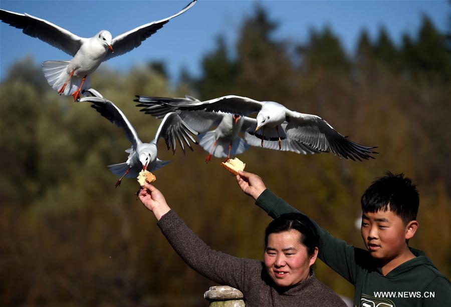 Black-headed gulls seen in southwest China's Kunming
