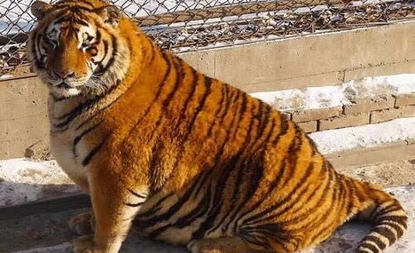 Super adorable! Fat tigers go viral in China