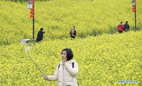 Cole flowers begin to blossom in SE China