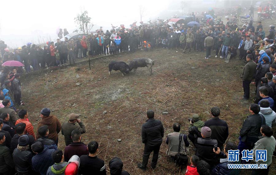 Spectators watch pigs battle in southwest China's Guizhou