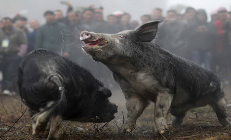 Pigs battle in southwest China's Guizhou