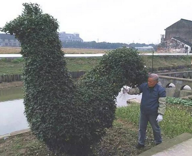 Man spends 40 years trimming holly into shape of rooster