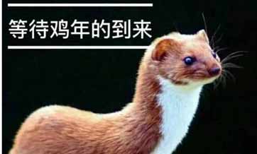 Popular Siberian weasel turns out to be least weasel