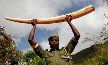 African nations urge EU to emulate China in banning ivory trade
