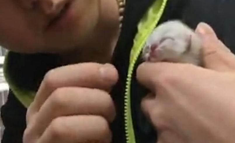 Two-headed cat with three eyes born in Shenyang