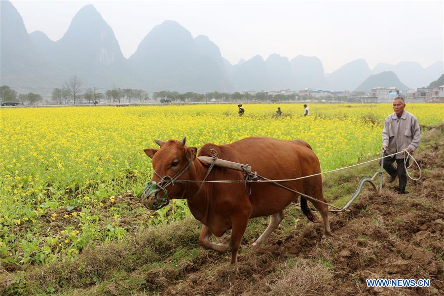 #CHINA-EARLY SPRING-SCENERY (CN)