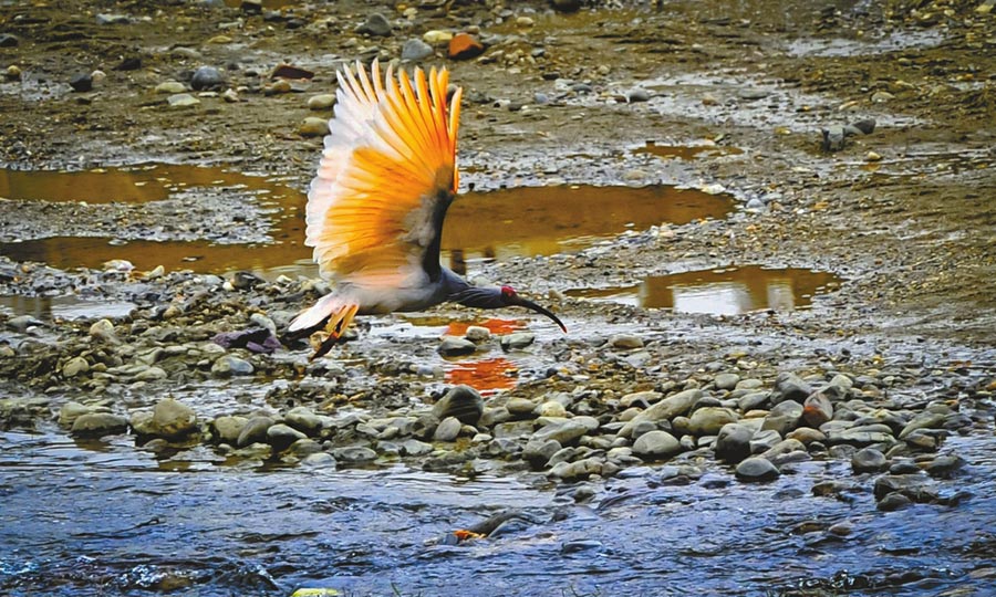 Sichuan takes on recovery, repopulation of critically endangered crested ibis