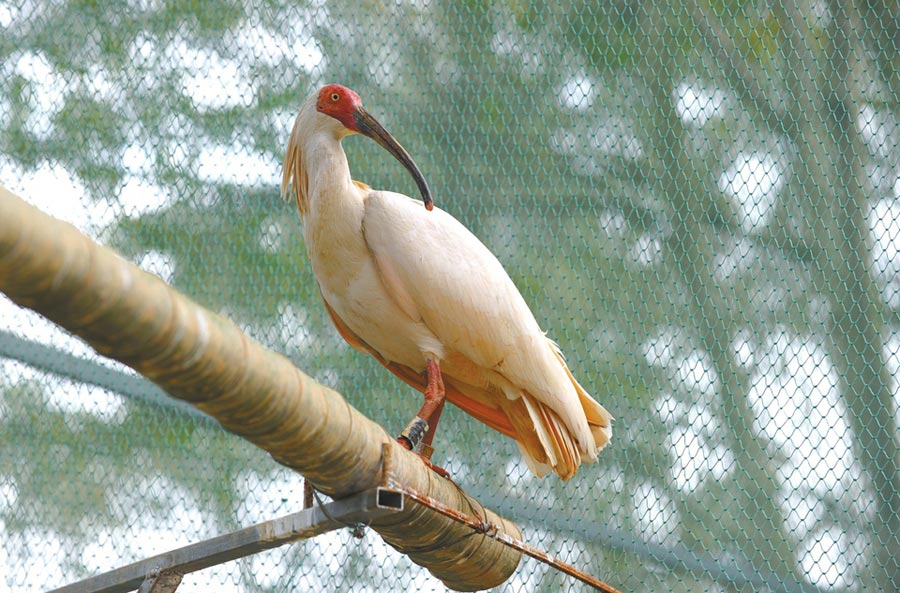 Sichuan takes on recovery, repopulation of critically endangered crested ibis