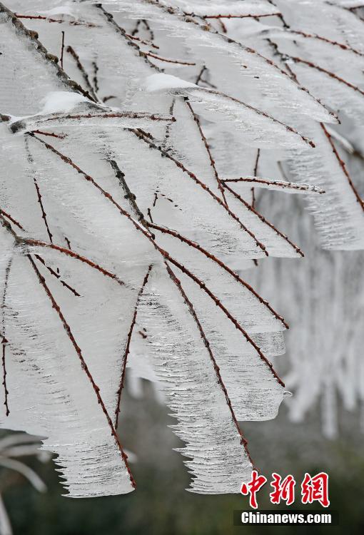 Icy cassia trees appear in Hubei
