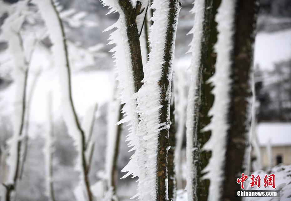 Icy cassia trees appear in Hubei