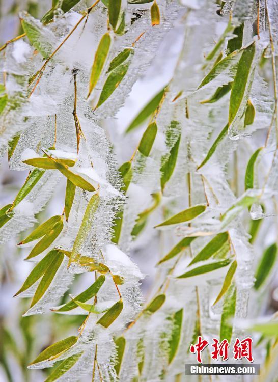 Icy cassia trees appear in Hubei