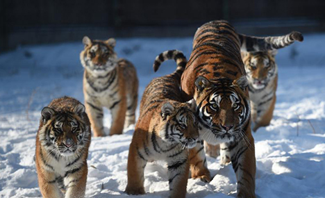 'Tubby' Siberian tigers still imposing
