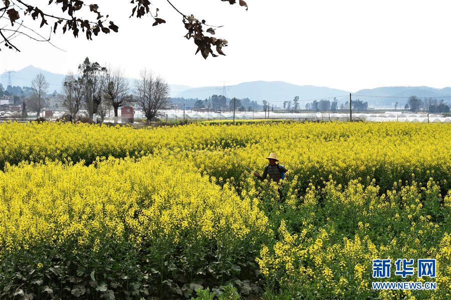 Winter rape flowers bloom in Yunnan province
