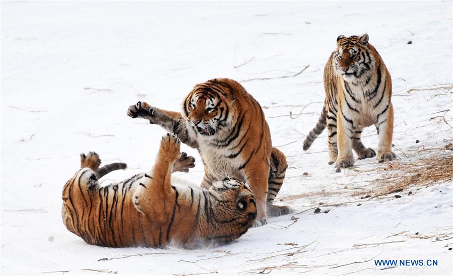 CHINA-HARBIN-SIBERIAN TIGER-GAINING WEIGHT (CN)