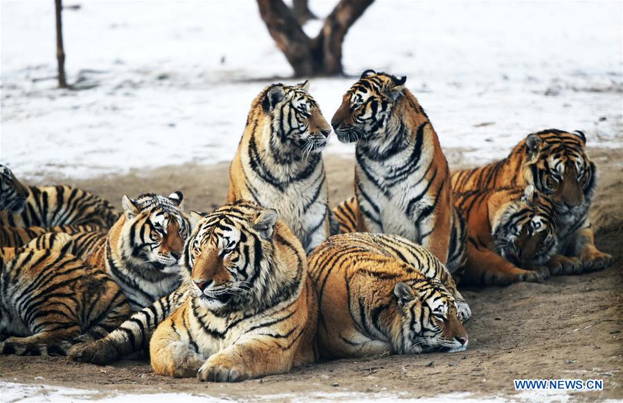 CHINA-HARBIN-SIBERIAN TIGER-GAINING WEIGHT (CN)