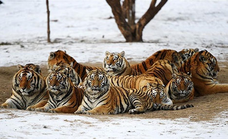 Siberian tigers seen in NE China