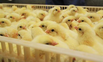 Poultry market tests spark flu advisory