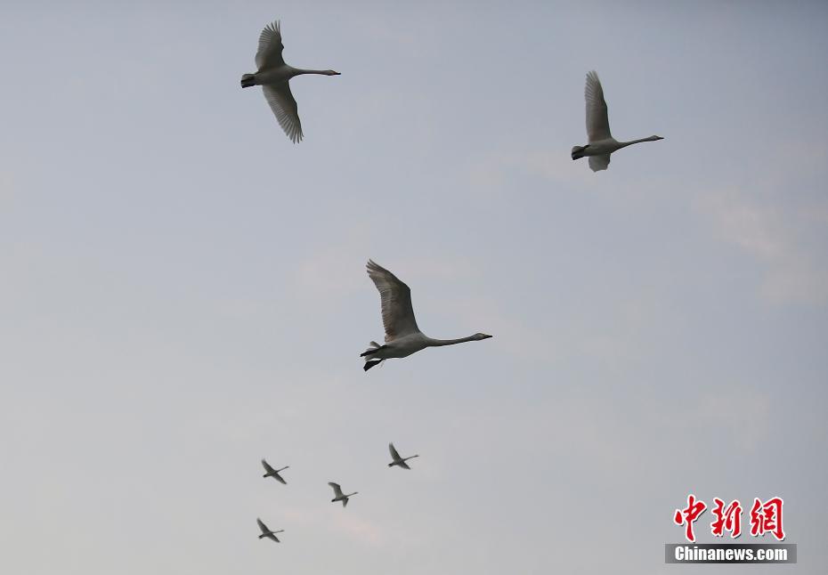 Swans migrate from Yellow River to Siberia
