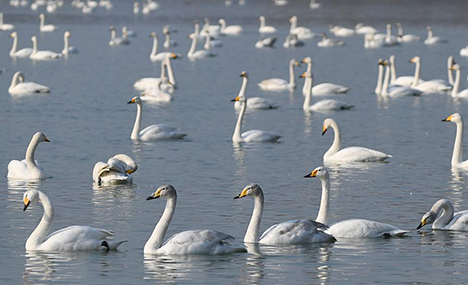 Swans migrate from Yellow River to Siberia