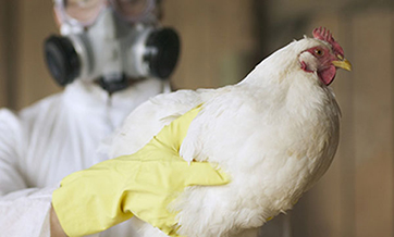 Guangzhou suspends live poultry trade to block H7N9 spread