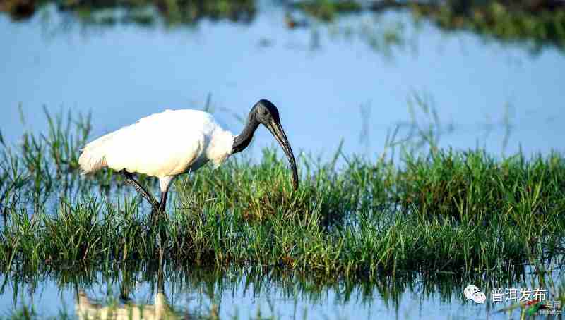 Blackheaded white ibis spotted in Pu’er