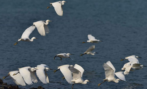 Egrets' paradise in Fujian, southeast China