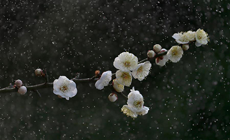 Plum blossoms blooming in rain in Xuyi