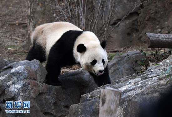 Giant panda Bao Bao to move from US to China