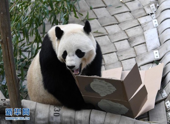 Giant panda Bao Bao to move from US to China