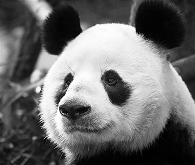 Panda named by former IOC president dies in Chengdu