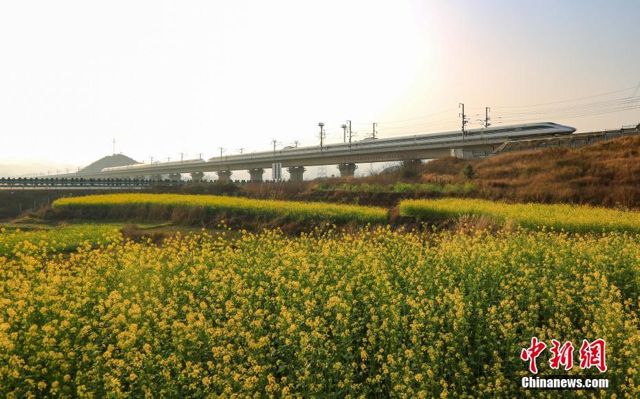 Train runs through rape flower sea