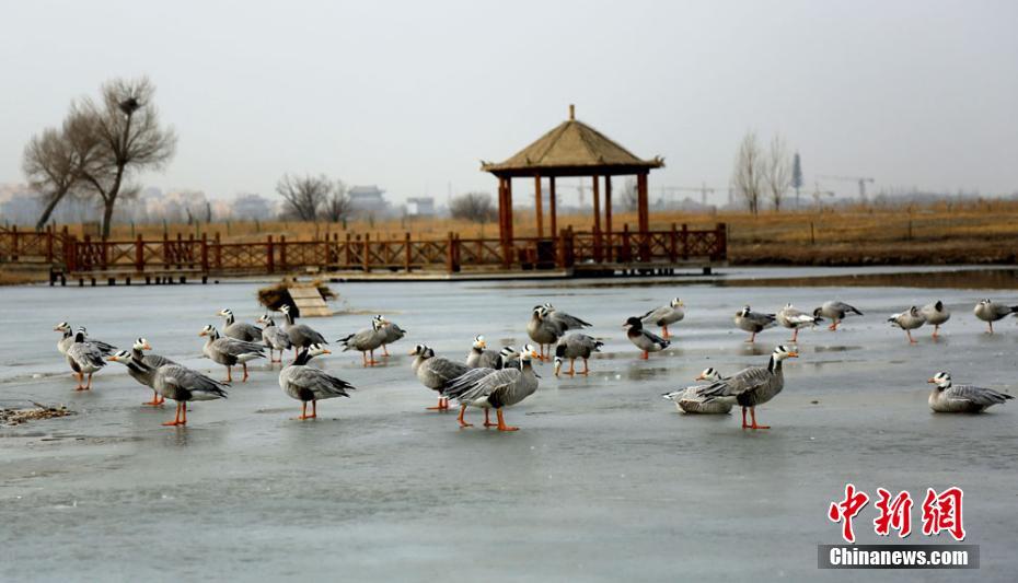 Bar-headed geese in Gansu