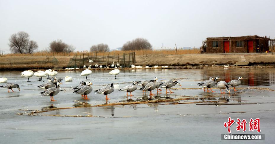 Bar-headed geese in Gansu