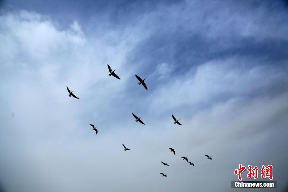 Bar-headed geese in Gansu