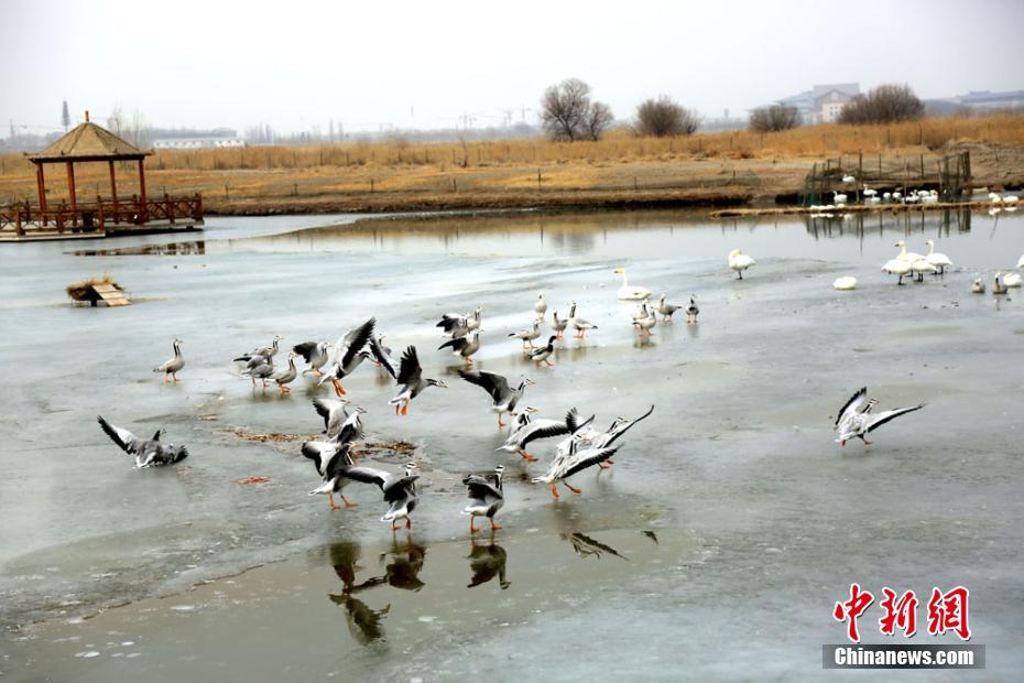 Bar-headed geese in Gansu