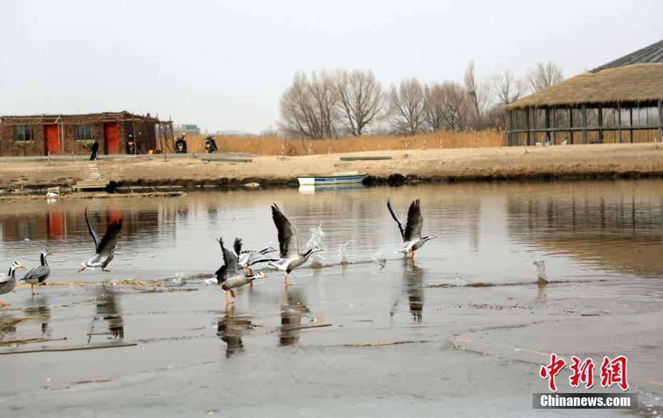 Bar-headed geese in Gansu