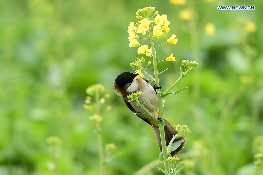 Spring scenery: bird rests on branch of cole
