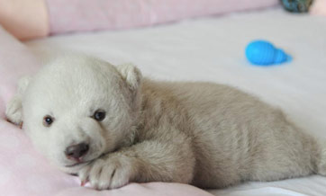 Polar bear cub in east China's ocean aquarium