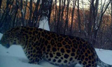 Pregnant looking rare Amur Leopard in NE China confirmed as fat male